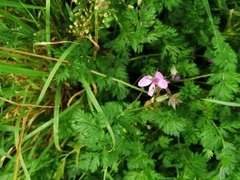 Erodium cicutarium