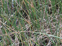 Eleocharis interstincta