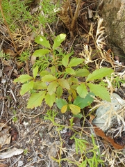 Pseudopanax discolor