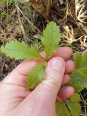Pseudopanax discolor