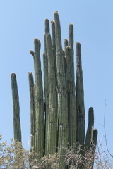 Cephalocereus fulviceps
