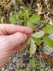 Pseudopanax discolor