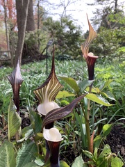 Arisaema sikokianum