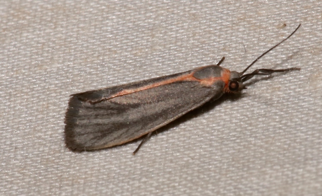 Striated Lichen Moth