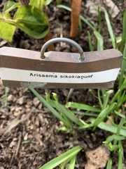 Arisaema sikokianum