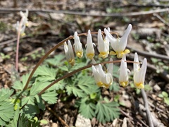Dicentra cucullaria