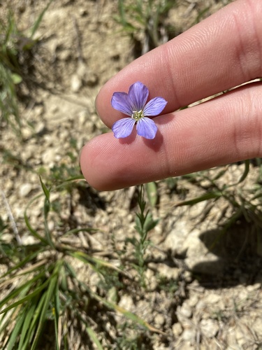 Meadow flax (Linum pratense)