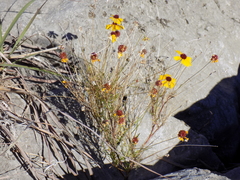 Helenium amarum badium