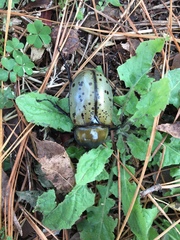 Dynastes tityus