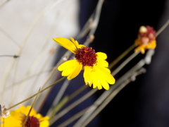Helenium amarum badium