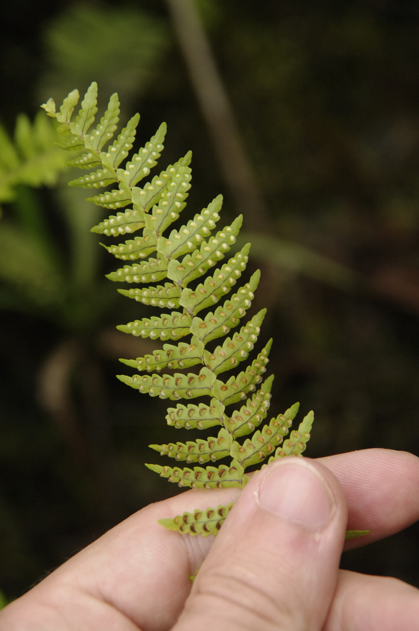Nephrolepis pectinata