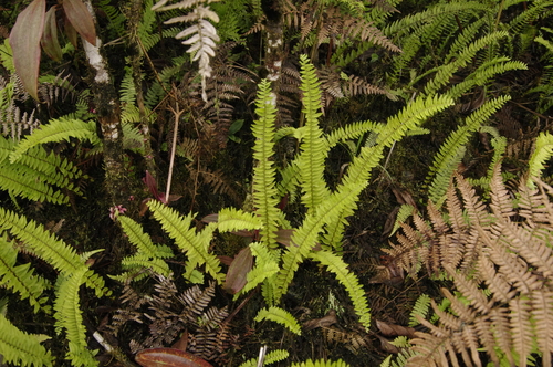 Nephrolepis pectinata, photograph 5