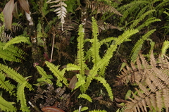 Nephrolepis pectinata, photograph (c) Eric Knight, some rights reserved (CC BY)