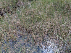 Eleocharis interstincta