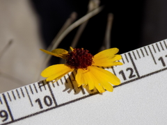 Helenium amarum badium