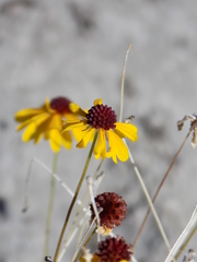 Helenium amarum badium