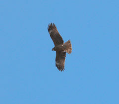 Milvus migrans lineatus
