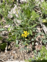 Corydalis aurea occidentalis