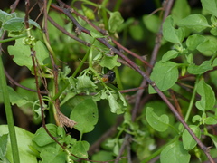 Copestylum spinigerum