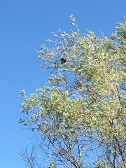 Aphelocoma californica