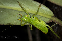 Panacanthus cuspidatus