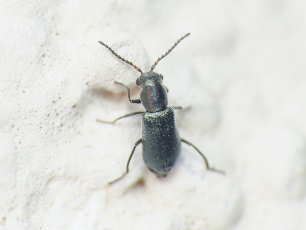 Charopus docilis