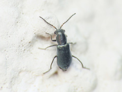 Charopus docilis