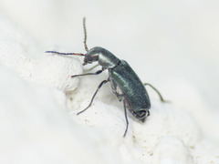Charopus docilis