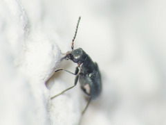 Charopus docilis