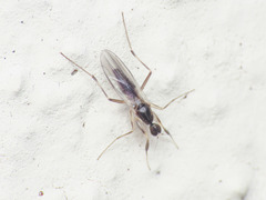 Tachydromiinae