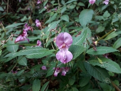Impatiens glandulifera