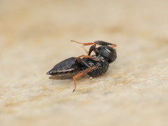 Psilocera