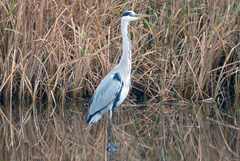 Ardea cinerea