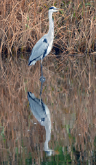 Ardea cinerea