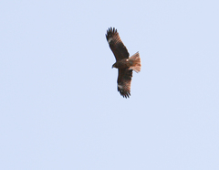 Milvus migrans lineatus