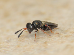 Psilocera