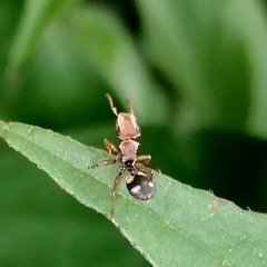 Cephalotes umbraculatus