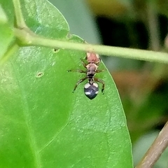 Cephalotes umbraculatus