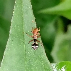 Cephalotes umbraculatus