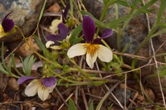 Viola hallii
