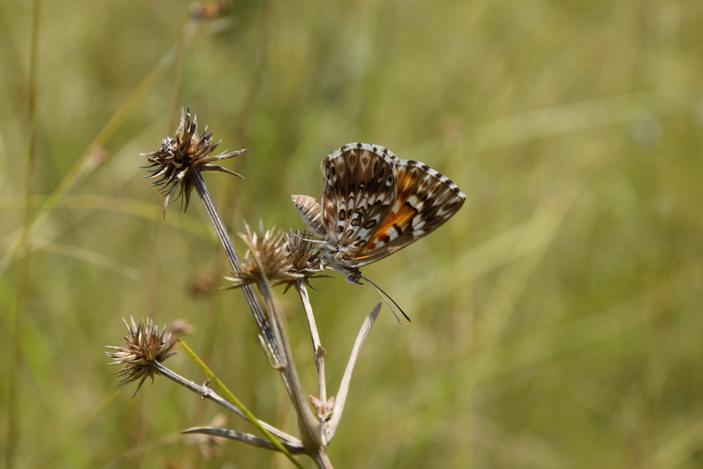 Aricoris gauchoana