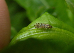 Craspedolepta nebulosa