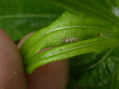 Craspedolepta nebulosa