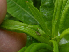 Craspedolepta nebulosa