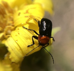 Cryptocephalus sanguinicollis
