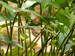 Ramsayornis modestus