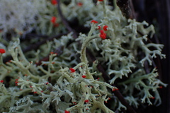 Cladonia leporina