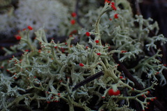 Cladonia leporina