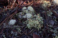 Cladonia leporina