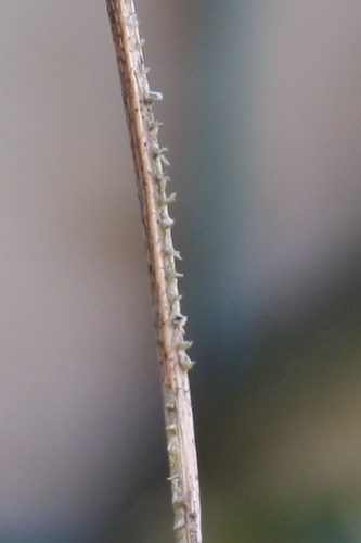 Passionvine hopper photo 3